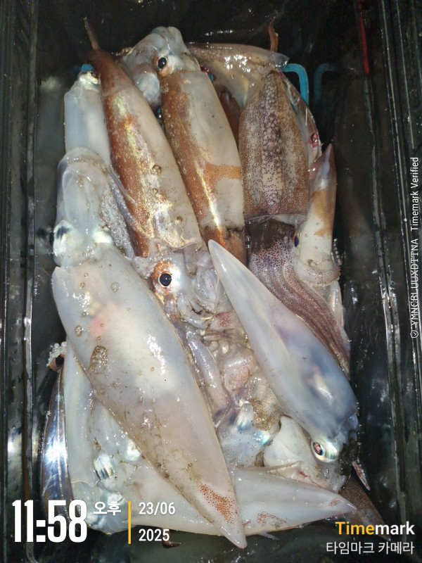 2025-06-23 11.58.09_.jpg