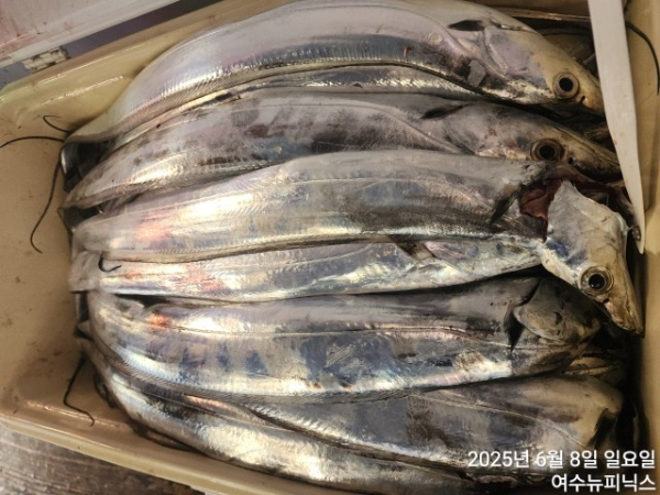6월8일갈치 (1).jpg