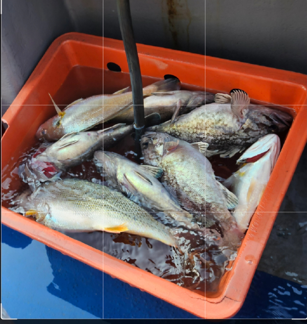 Screenshot_20250611_105246_Photo Editor.jpg