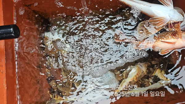신신낚시 강구점 신신호_사진_20250601_11.jpg