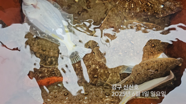 신신낚시 강구점 신신호_사진_20250601_10.jpg