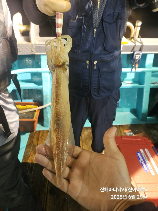 바다꾼낚시(신아라호)_사진_20250630_5.jpg