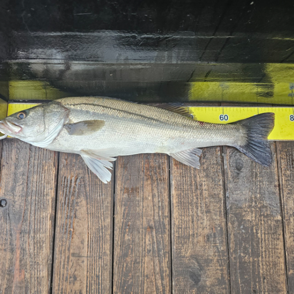 마검포 대한호(VIP)_사진_20250623_2.jpg