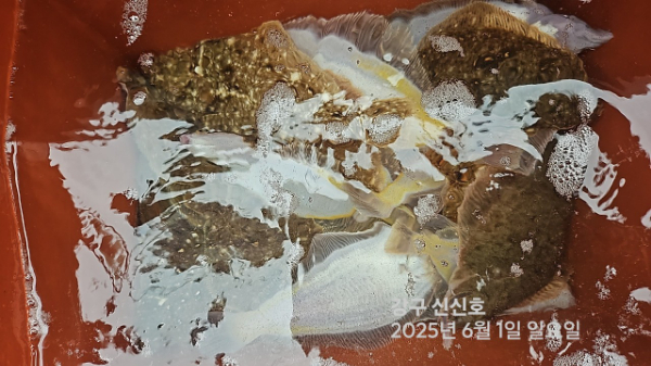 신신낚시 강구점 신신호_사진_20250601_12.jpg