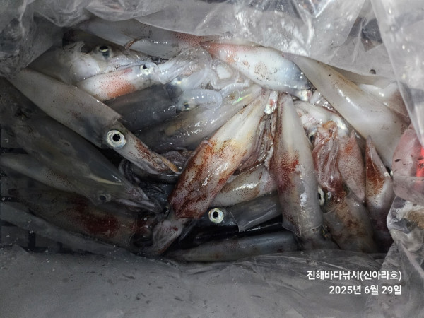 바다꾼낚시(신아라호)_사진_20250629_6.jpg