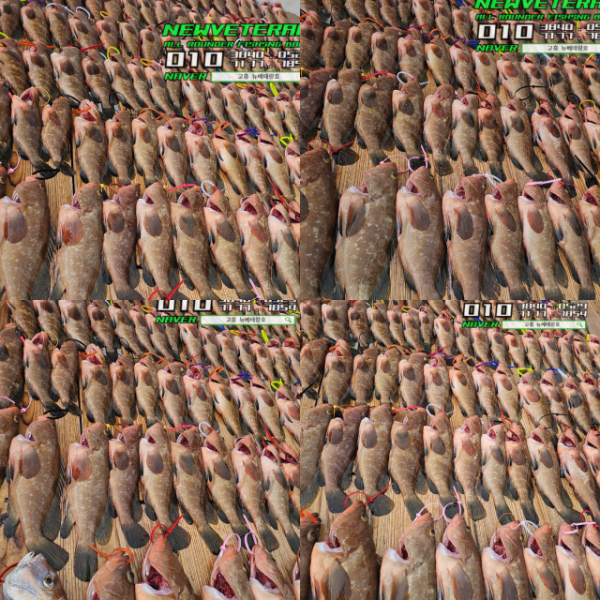 고흥뉴베테랑호_사진_20250606_19.jpg