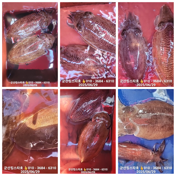 PhotoCollage_1751157980625.jpg