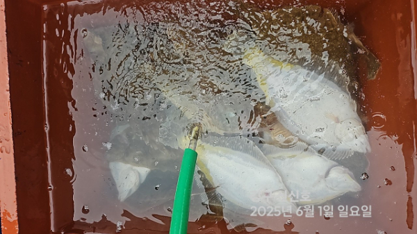 신신낚시 강구점 신신호_사진_20250601_19.jpg