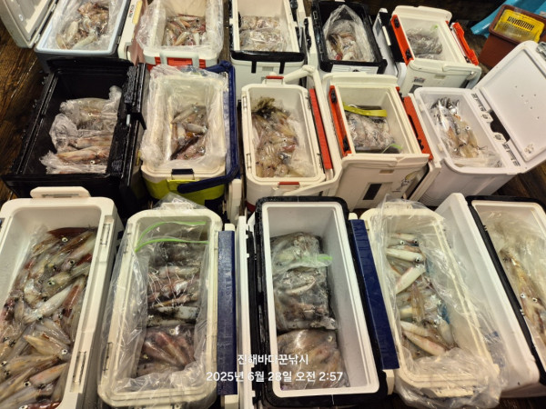 바다꾼낚시(신아라호)_사진_20250628_5.jpg