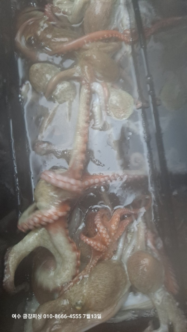 여수금강피싱_사진_20250714_27.jpg