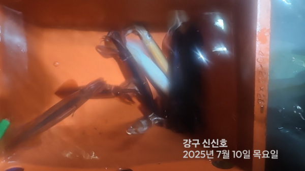 신신낚시 강구점 신신호_사진_20250710_8.jpg