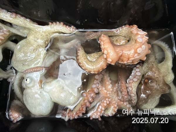 7월20일문어 (18).jpg