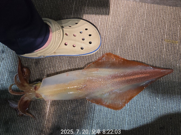 제주선상낚시피닉스호_사진_20250721_12.jpg