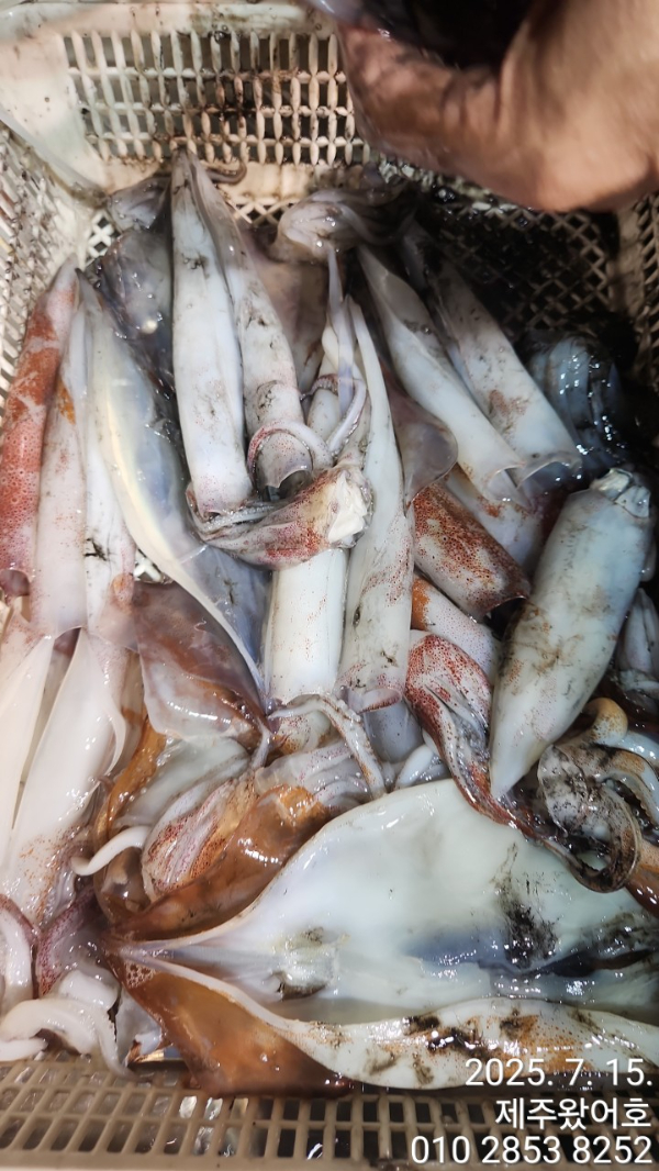 제주왔어호_사진_20250715_10.jpg