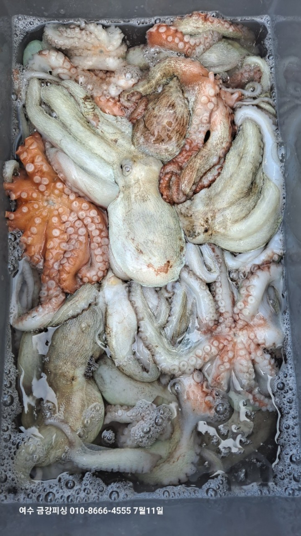 여수금강피싱_사진_20250711_13.jpg