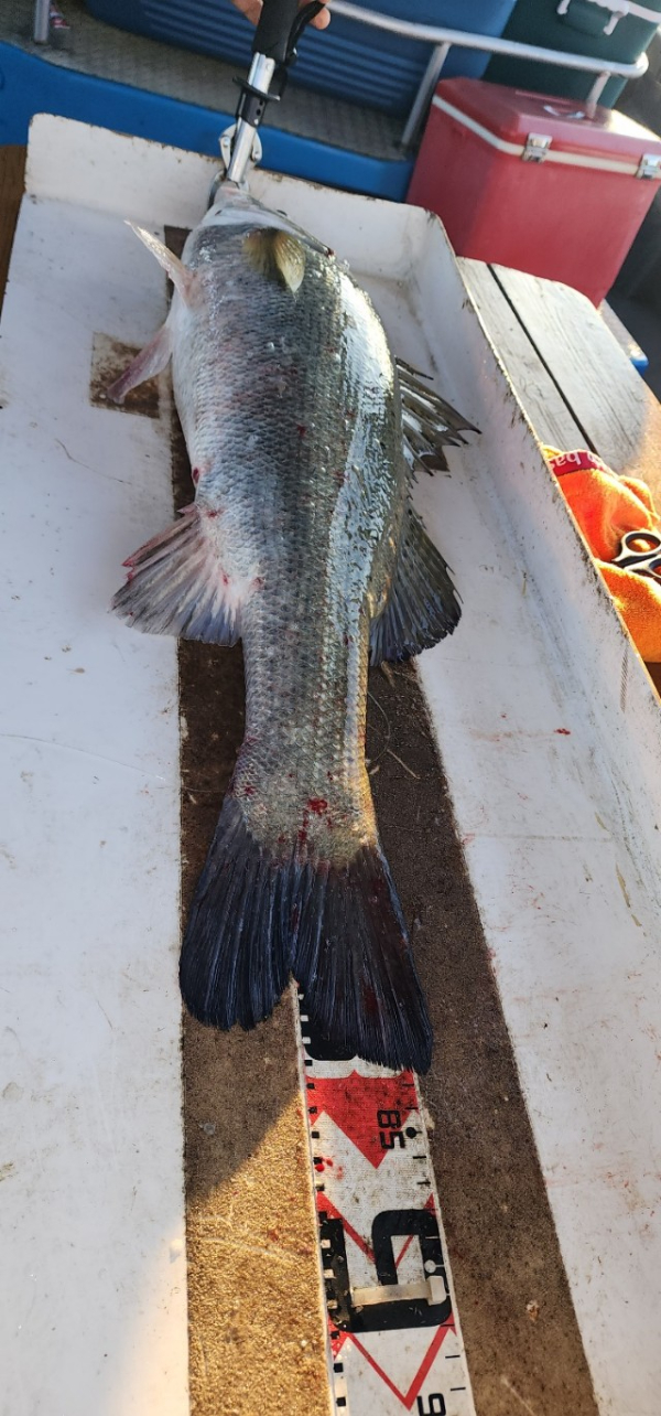 예지퀸호 농어외수질&어초낚시 경기인천권_사진_20250727_11.jpg