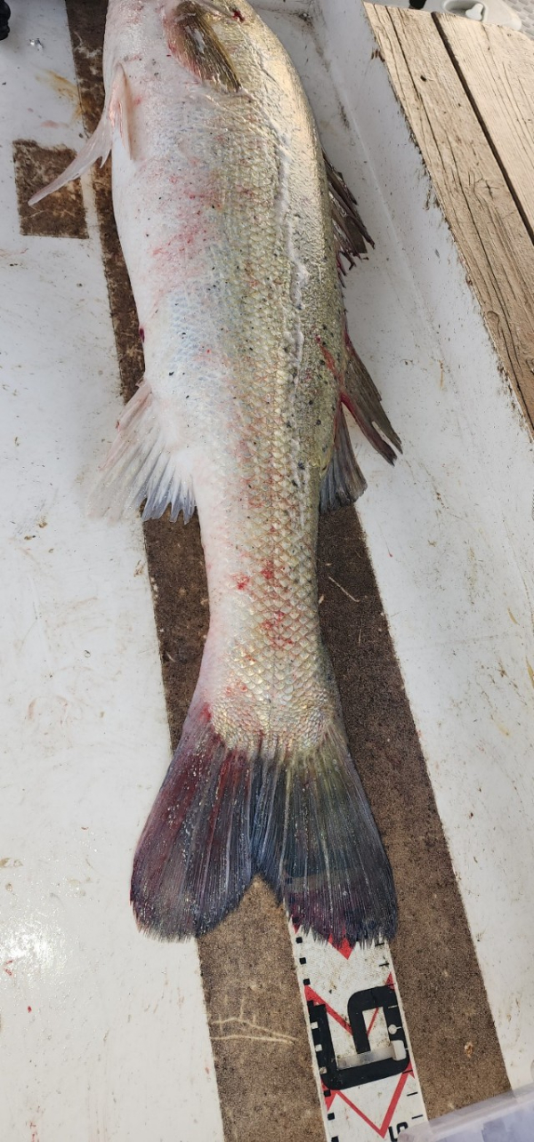 예지퀸호 농어외수질&어초낚시 경기인천권_사진_20250724_2.jpg
