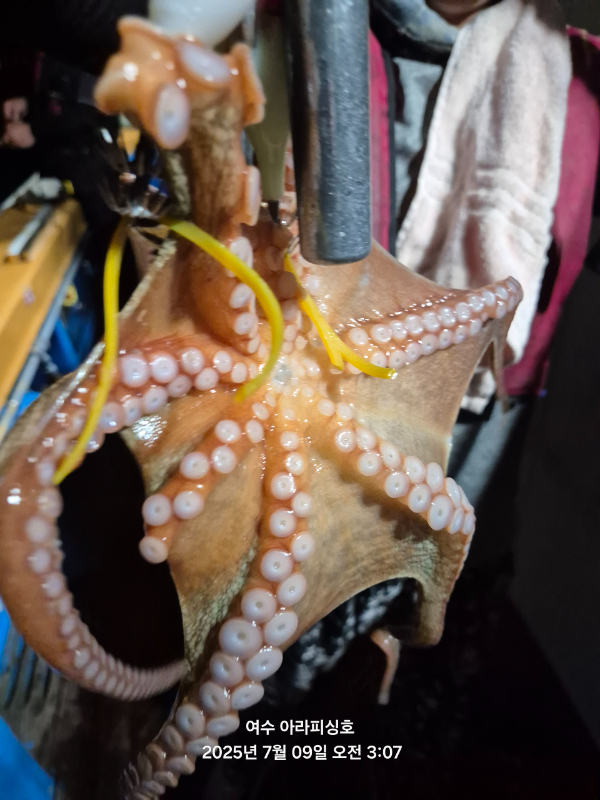 Resized_20250709_030740.jpeg