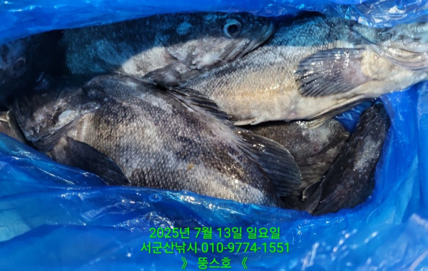 군산 선상낚시, 바다낚시 출조 전문 ☆서군산낚시☆_사진_20250713_41.jpg