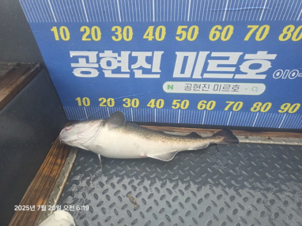[크기변환]공현진낚시마트(돌핀호)_사진_20250720_2.jpg