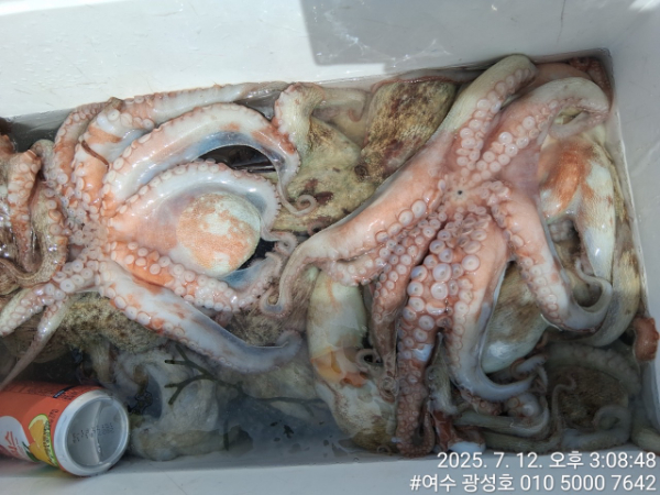 여수광성호(갈치,문어,쭈꾸미,갑오징어,한치,생활낚시)_사진_20250712_20.jpg