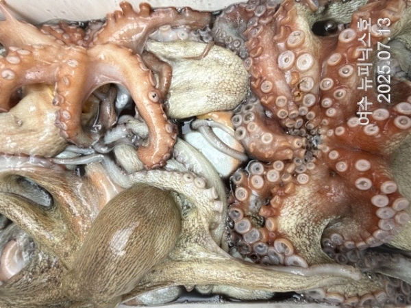 7월13일문어 (64)-tile.jpg