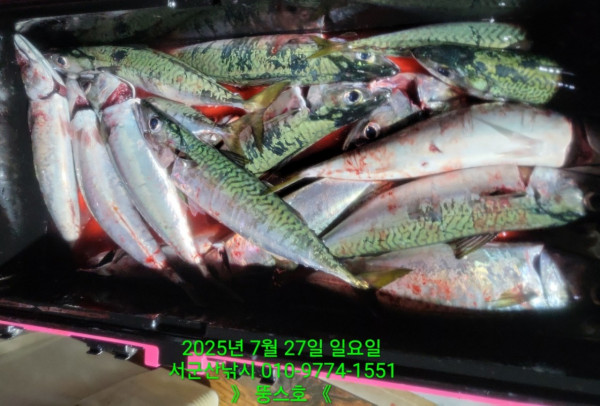 군산 선상낚시, 바다낚시 출조 전문 ☆서군산낚시☆_사진_20250727_40.jpg