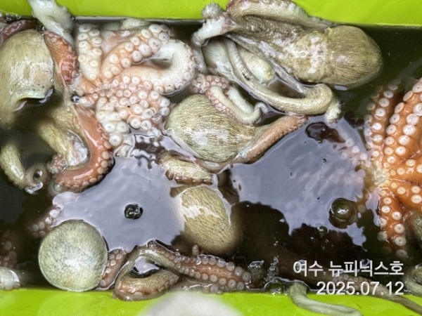 7월12일문어 (18).jpg