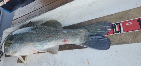 예지퀸호 농어외수질&어초낚시 경기인천권_사진_20250725_2.jpg
