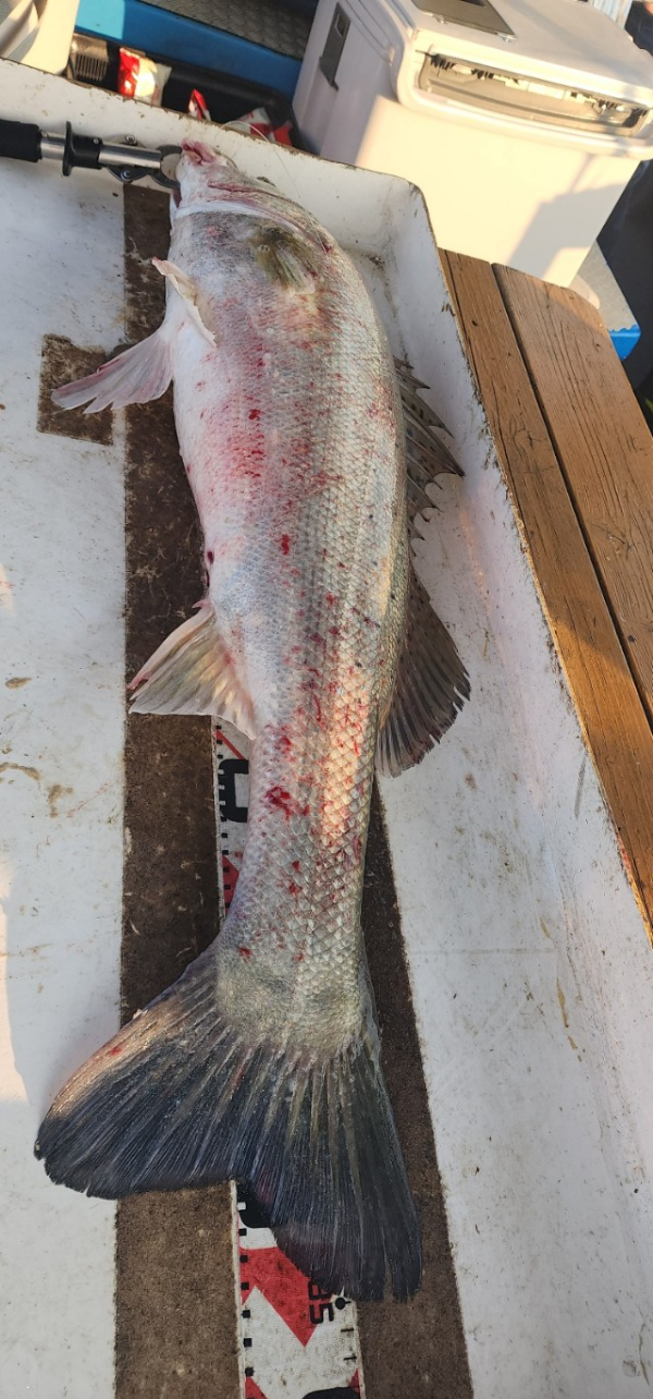 예지퀸호 농어외수질&어초낚시 경기인천권_사진_20250725_15.jpg