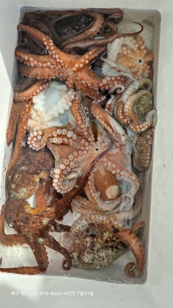 여수금강피싱_사진_20250711_15.jpg