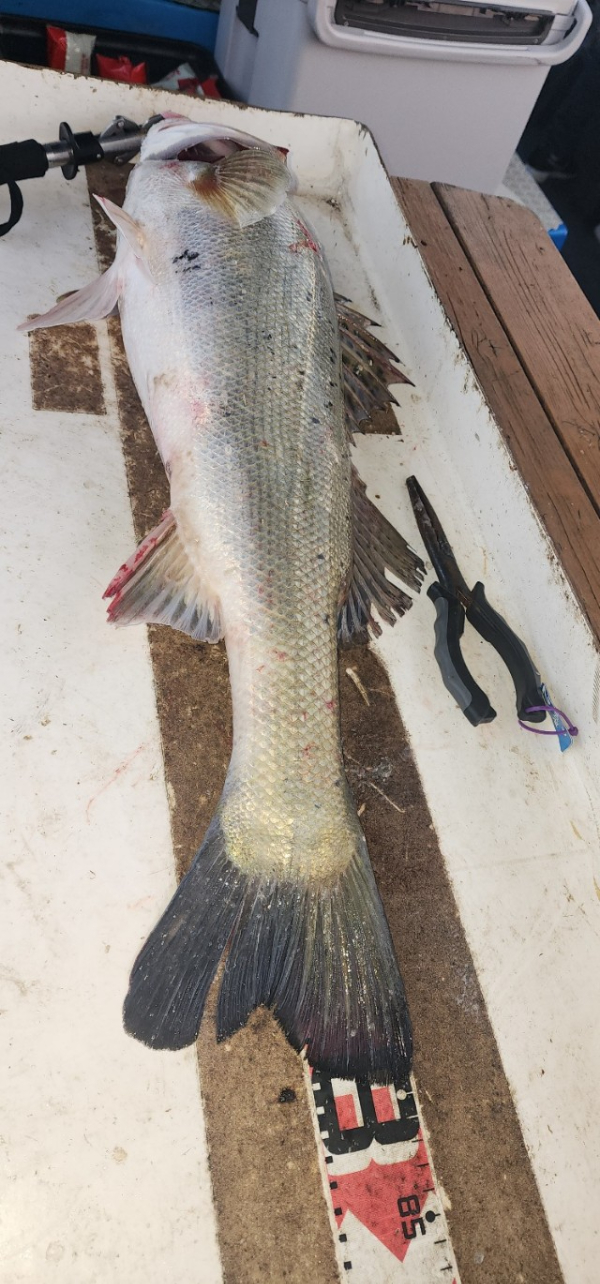 예지퀸호 농어외수질&어초낚시 경기인천권_사진_20250725_11.jpg