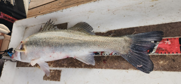 예지퀸호 농어외수질&어초낚시 경기인천권_사진_20250724_10.jpg