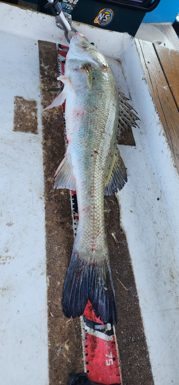 예지퀸호 농어외수질&어초낚시 경기인천권_사진_20250727_19.jpg