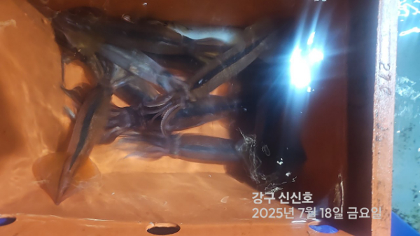 신신낚시 강구점 신신호_사진_20250718_8.jpg