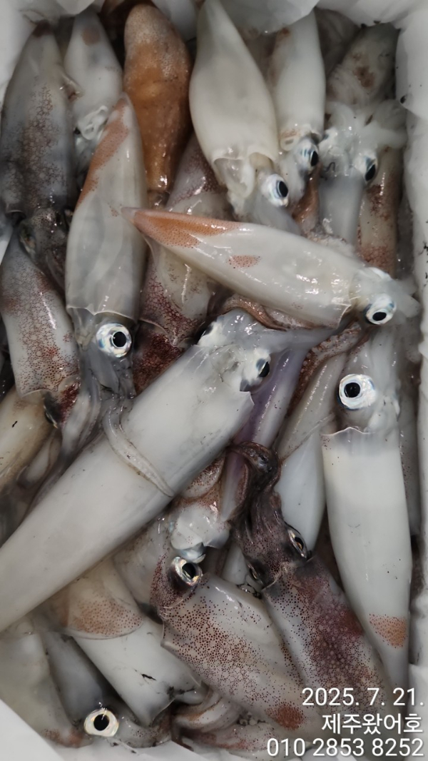 제주왔어호_사진_20250721_10.jpg