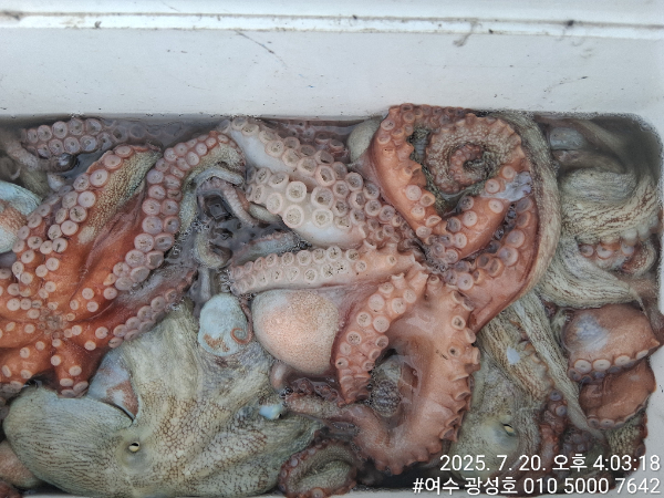 여수광성호(갈치,문어,쭈꾸미,갑오징어,한치,생활낚시)_사진_20250722_25.jpg