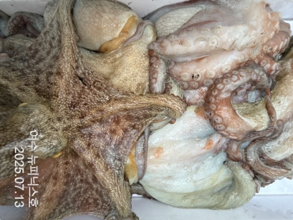 7월13일문어 (53)-tile.jpg