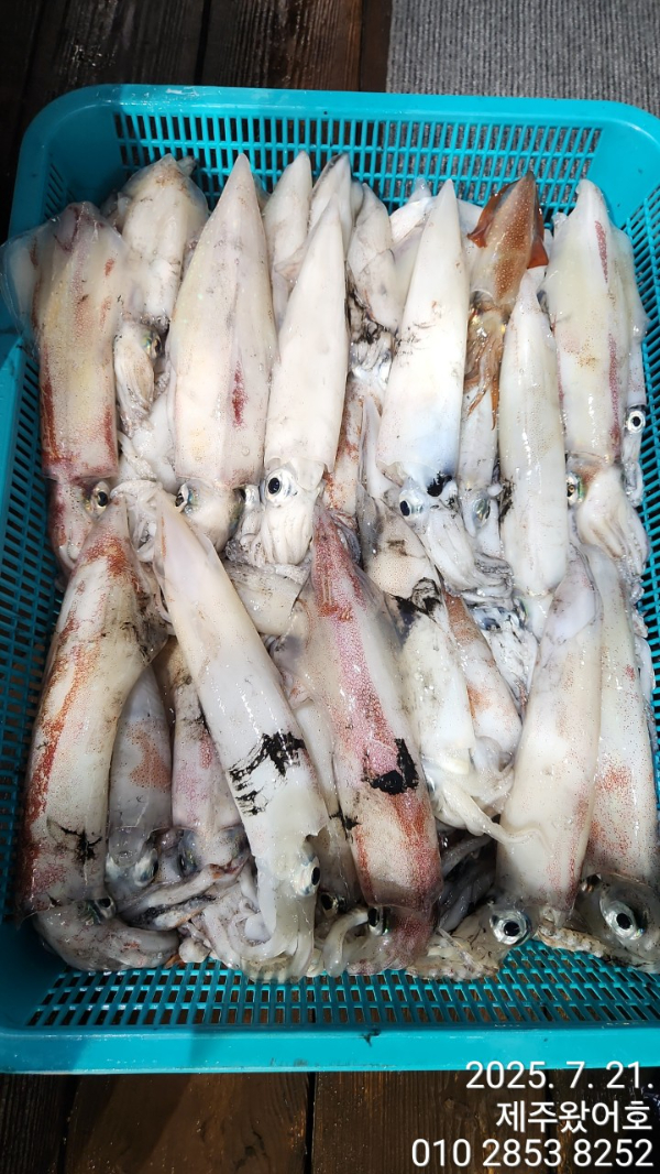 제주왔어호_사진_20250721_14.jpg