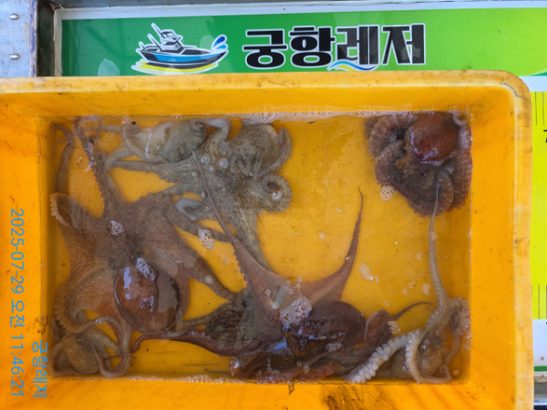 궁항레저_사진_20250729_3.jpg
