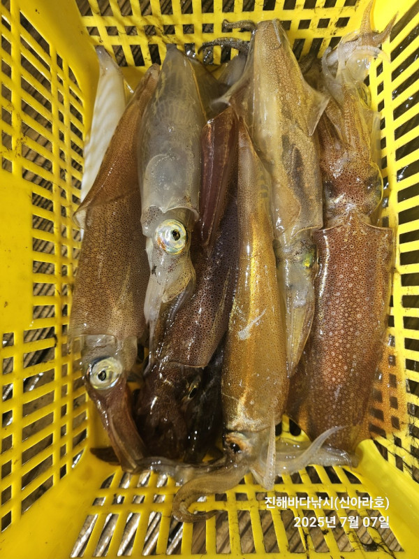 바다꾼낚시(신아라호)_사진_20250707_4.jpg