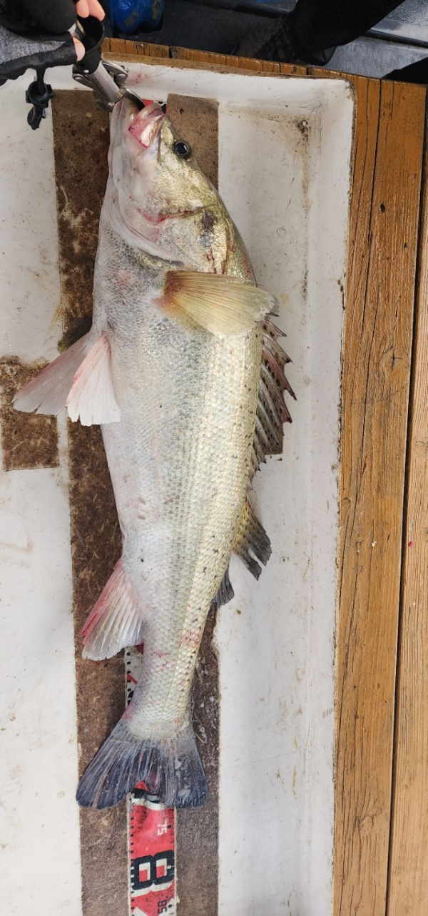 예지퀸호 농어외수질&어초낚시 경기인천권_사진_20250724_18.jpg