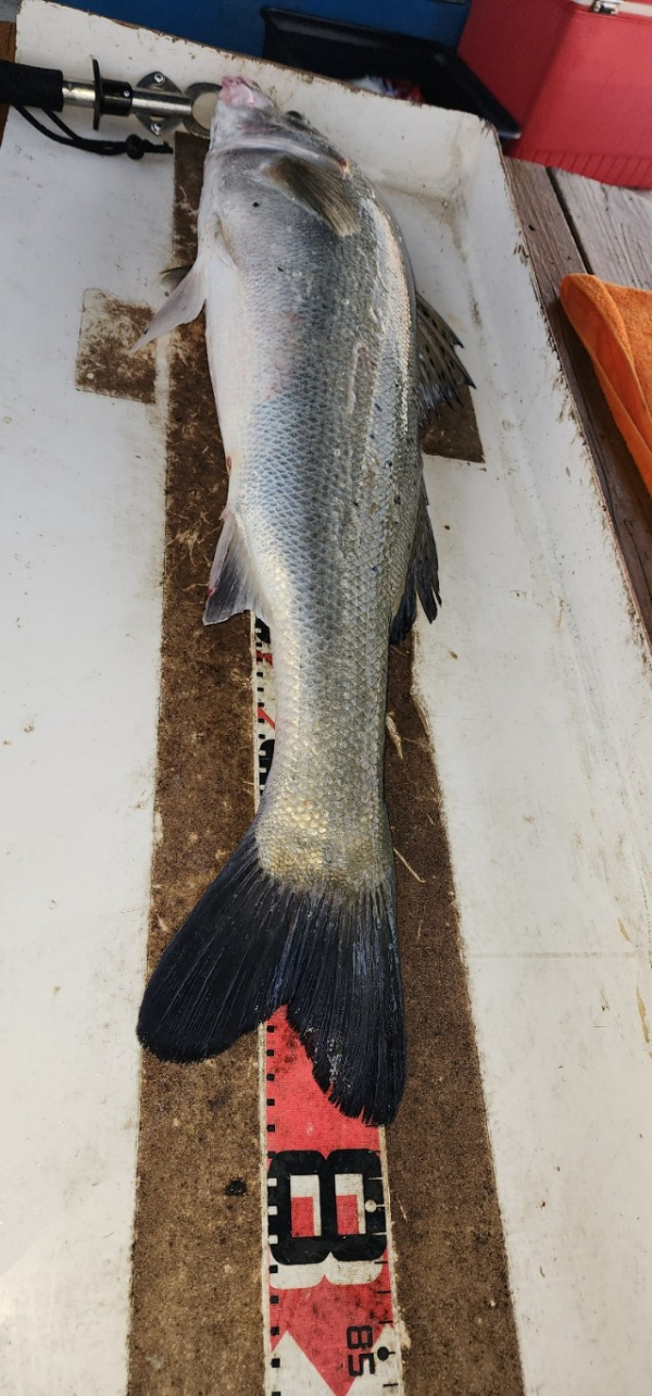 예지퀸호 농어외수질&어초낚시 경기인천권_사진_20250727_9.jpg