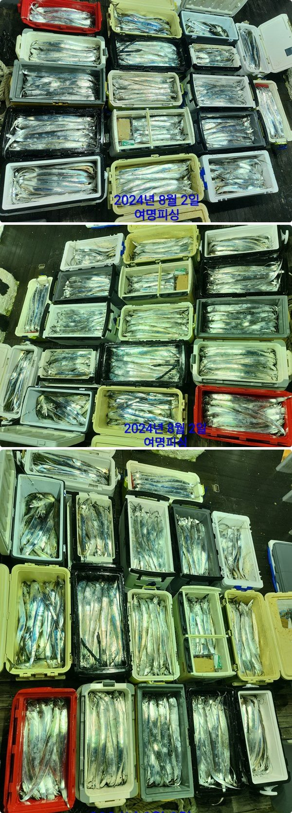 갈치중.jpg
