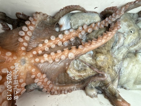 7월13일문어 (66)-tile.jpg