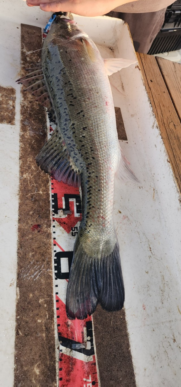 예지퀸호 농어외수질&어초낚시 경기인천권_사진_20250724_6.jpg
