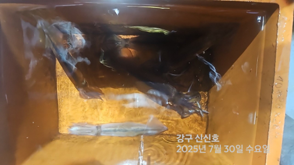 신신낚시 강구점 신신호_사진_20250730_5.jpg