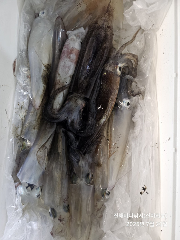 바다꾼낚시(신아라호)_사진_20250720_18.jpg