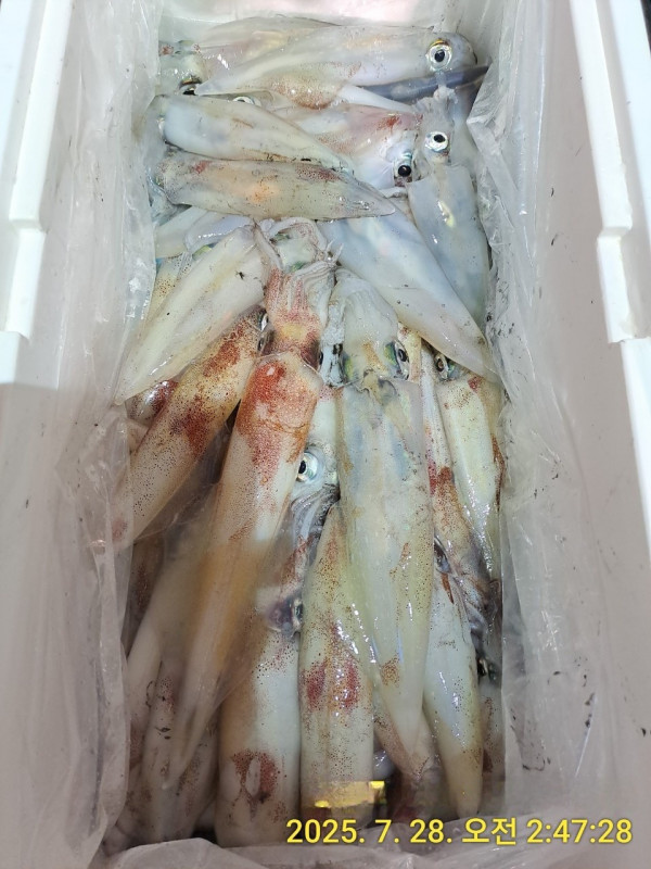 바다꾼낚시(신아라호)_사진_20250728_2.jpg