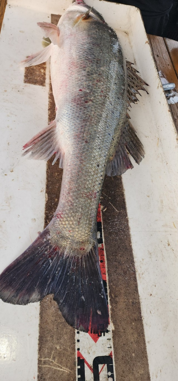 예지퀸호 농어외수질&어초낚시 경기인천권_사진_20250724_22.jpg